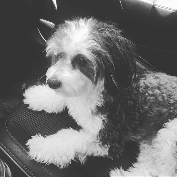 Meet your Posher, Rena - Picture 1 of 1